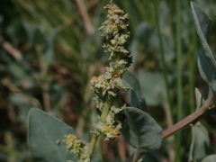 Atriplex maximowicziana