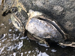Ostrea lurida