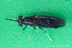 Hermetia illucens