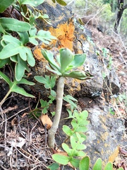 Echeveria chapalensis