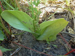 Liparis liliifolia