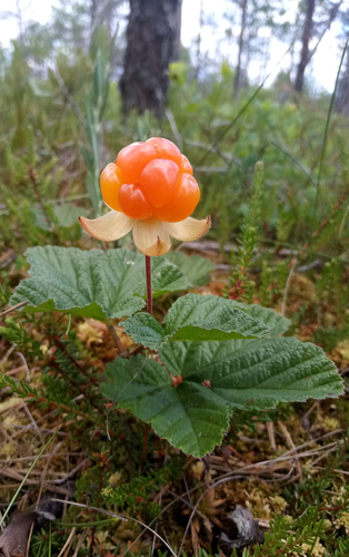 Rubus chamaemorus iNat (2)