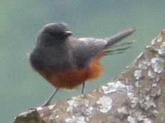 Thamnolaea cinnamomeiventris