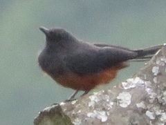 Thamnolaea cinnamomeiventris