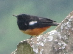 Thamnolaea cinnamomeiventris