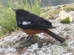 Thamnolaea cinnamomeiventris