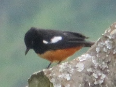 Thamnolaea cinnamomeiventris