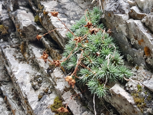 Image of Saxifraga burseriana by (c) ahabo, some rights reserved (CC BY)