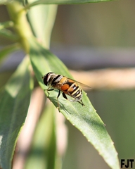 Palpada pusilla