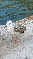 Larus michahellis