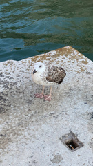 Larus michahellis