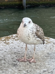 Larus michahellis
