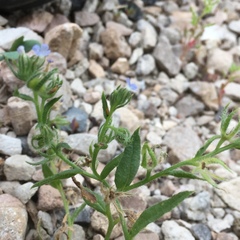 Lappula occidentalis