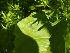 Condylostylus flavipes