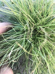 Fimbristylis vahlii