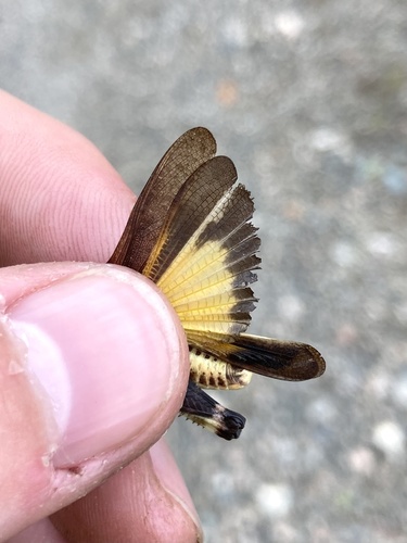 Speckle-winged Rangeland Grasshopper