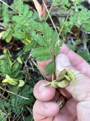Desmanthus leptolobus