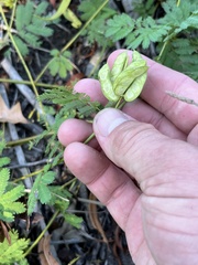 Desmanthus leptolobus