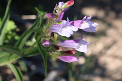 Penstemon lyallii