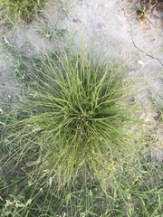 Fimbristylis vahlii