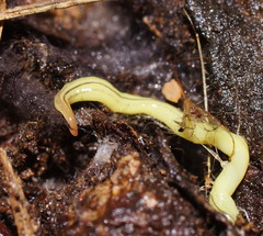 Fletchamia mediolineata