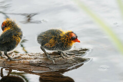 American Coot photo 5