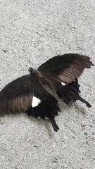 Papilio helenus nicconicolens