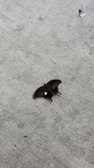 Papilio helenus nicconicolens