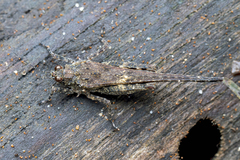 Falconius bedoti