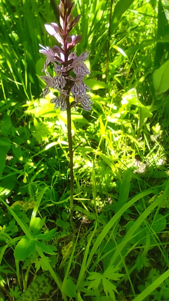 Dactylorhiza hebridensis (Wilmott) Aver.