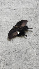 Papilio helenus nicconicolens