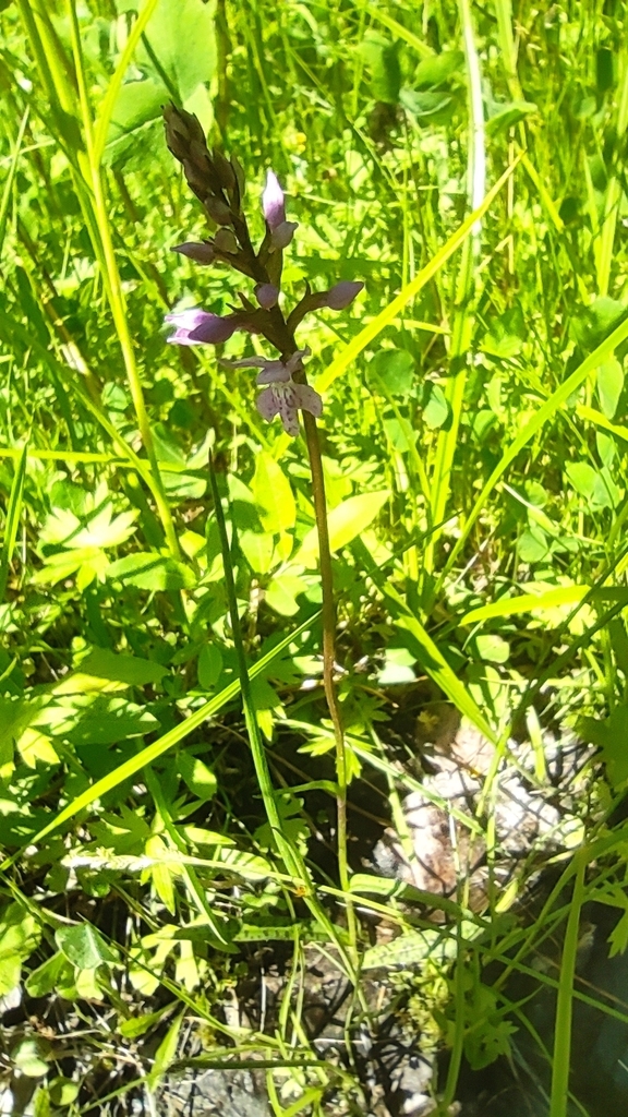 Dactylorhiza hebridensis (Wilmott) Aver. 2