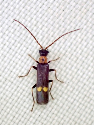 Malthodes fuscus