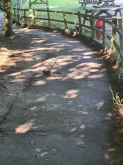 Sciurus carolinensis