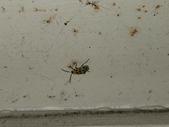 Diabrotica undecimpunctata