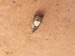 Dichrorampha alpinana