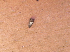 Dichrorampha alpinana