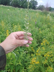 Beckmannia eruciformis