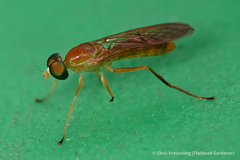 Ptecticus trivittatus