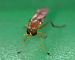 Ptecticus trivittatus