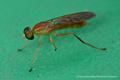 Ptecticus trivittatus