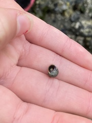 Pagurus granosimanus