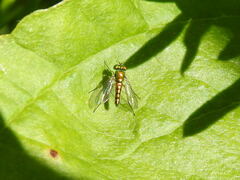 Condylostylus flavipes