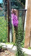 Liatris spicata