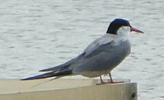 Sterna hirundo