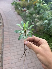 Fouquieria splendens