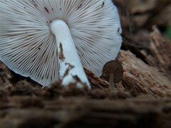 Pluteus tomentosulus
