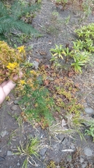 Hypericum perforatum subsp. veronense image