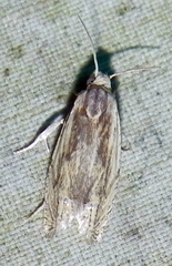 Eucosma olivaceana