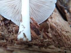 Pluteus tomentosulus